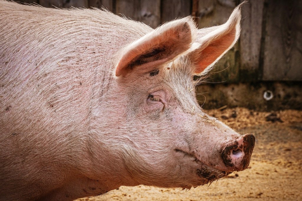 How to Improve pigs housing using Indigenous microorganism&nbsp;(IMO).