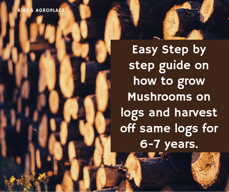 Easy steps on how to grow Mushrooms on&nbsp;logs.