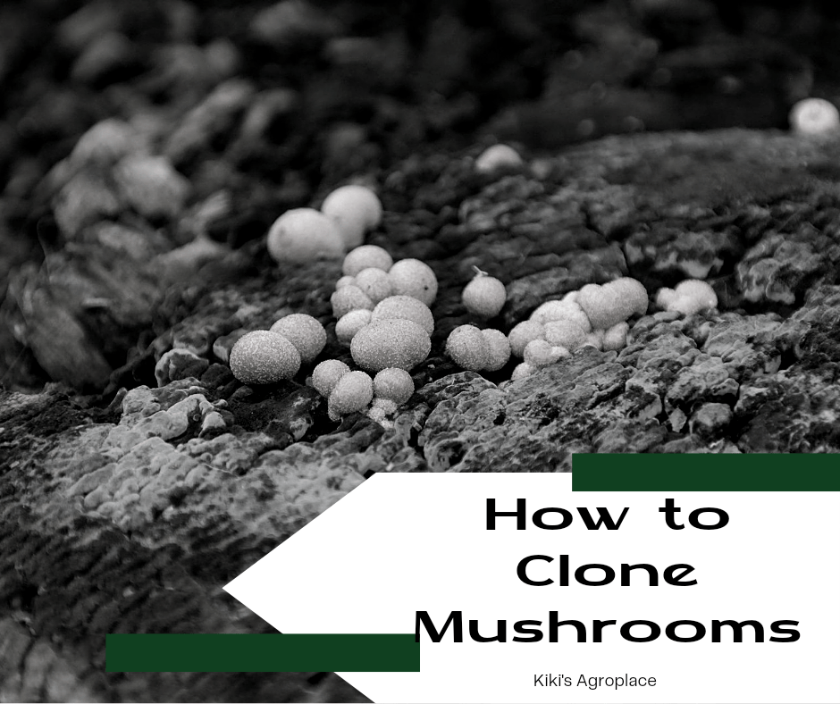 How to Clone Mushrooms 8&nbsp;Steps