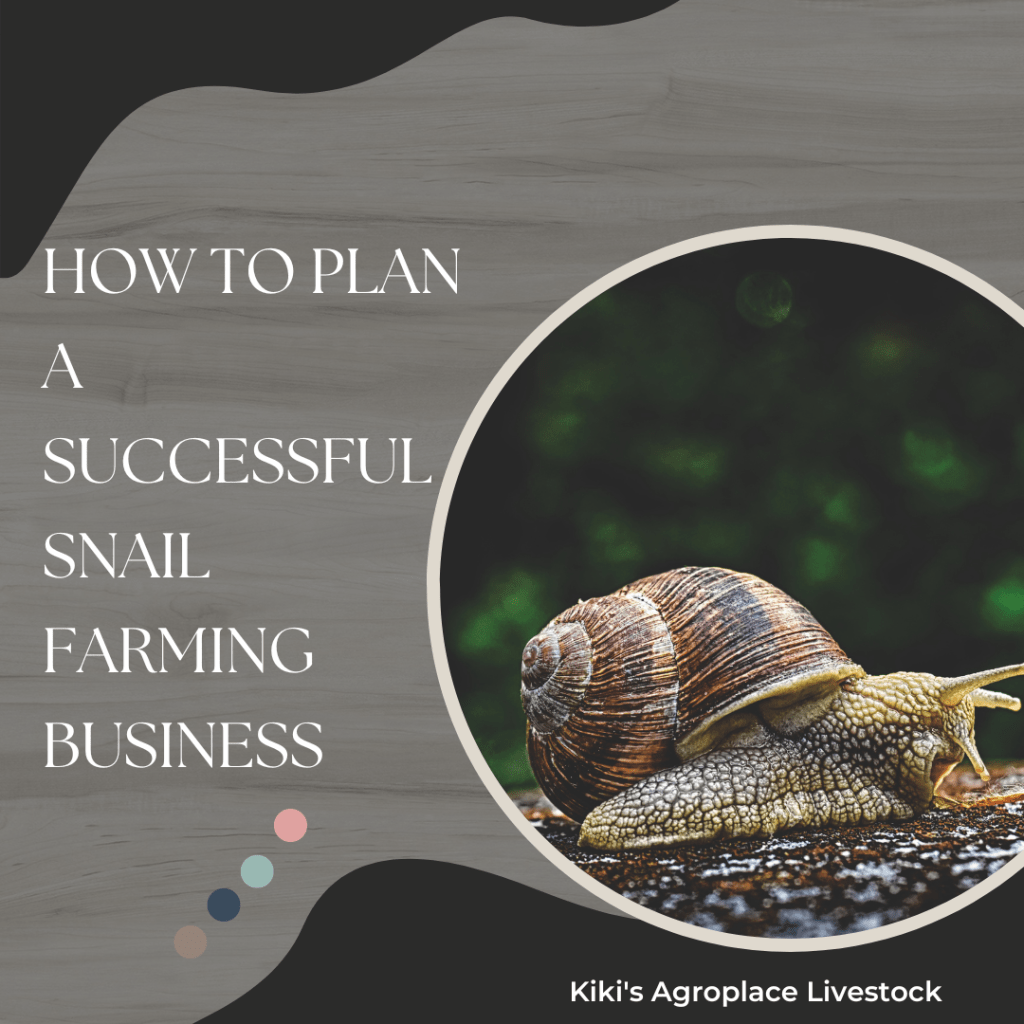 How to start snail farming business Five&nbsp;Steps.