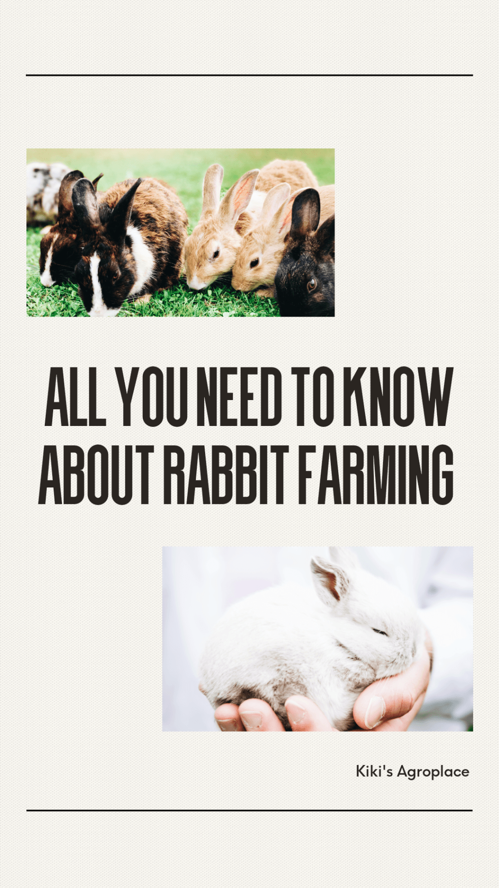 All you need to know about rabbit&nbsp;farming