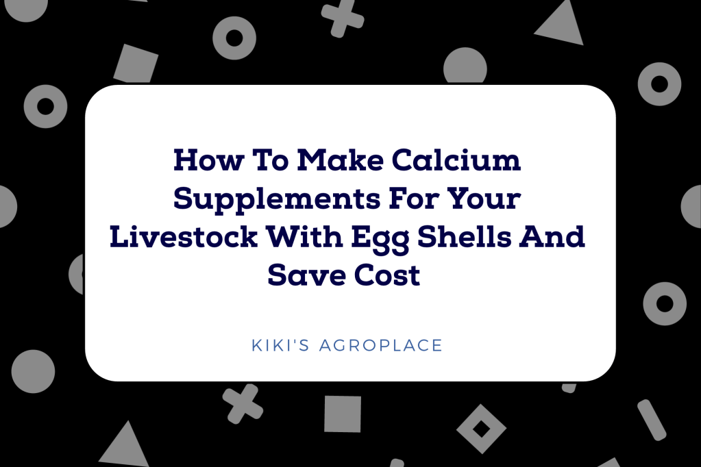 How to make calcium supplements for your livestock using egg shells step by step&nbsp;guide.