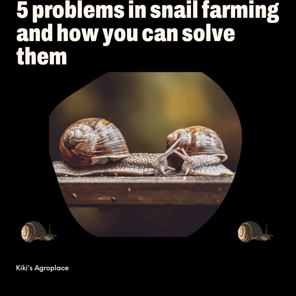 5 problems in snail farming and how you can solve&nbsp;them