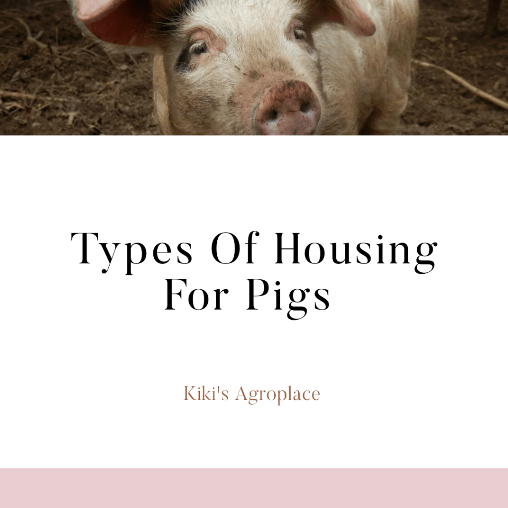 Types of housing for&nbsp;pigs