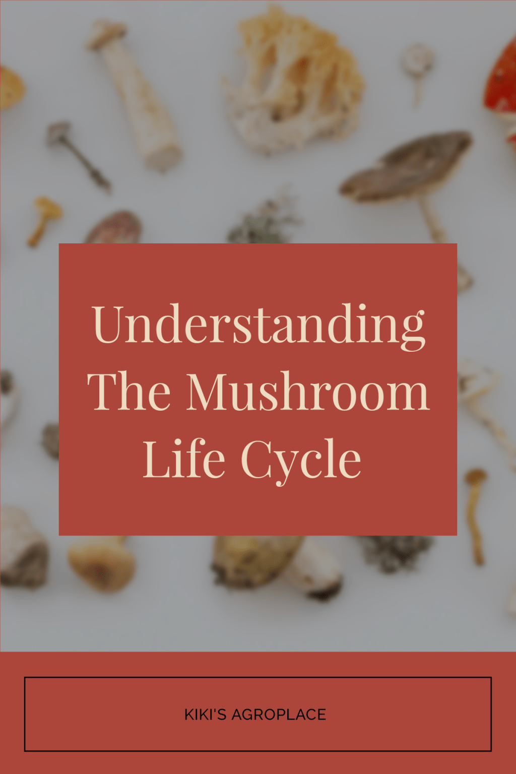 Understanding the Mushroom Life&nbsp;Cycle