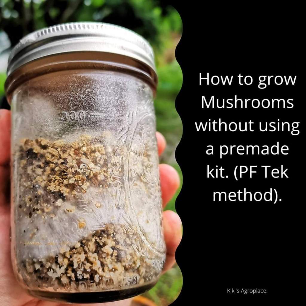 PF Tek method for&nbsp;mushrooms