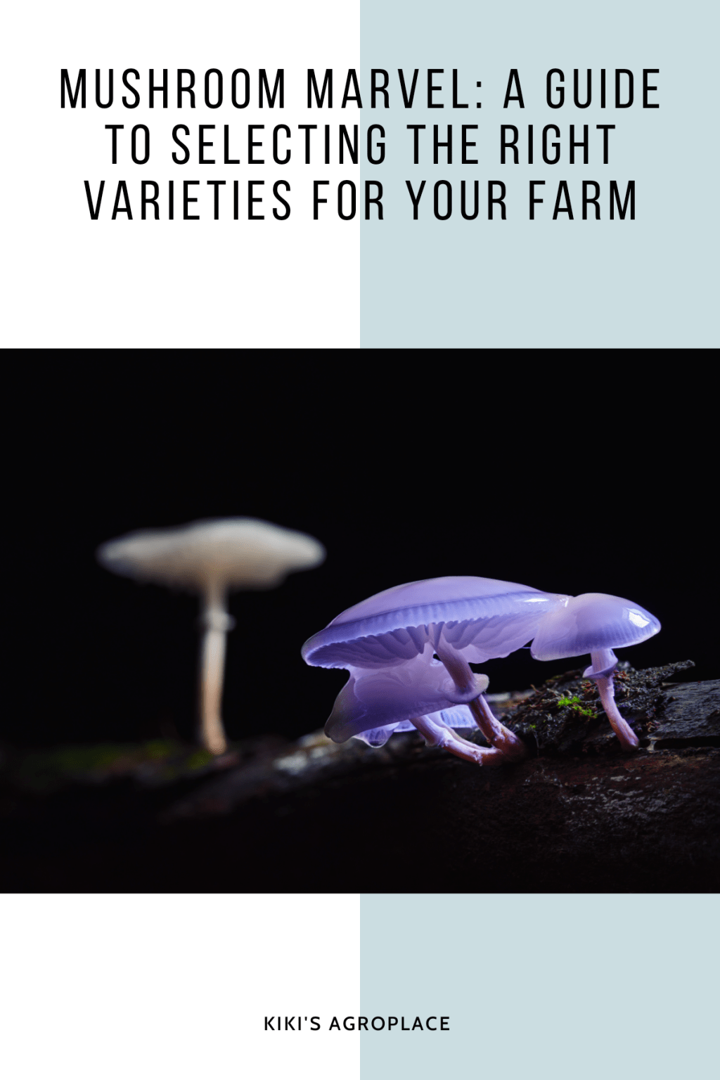 Mushroom Marvels: A Guide to Selecting the Right Varieties for Your&nbsp;Farm