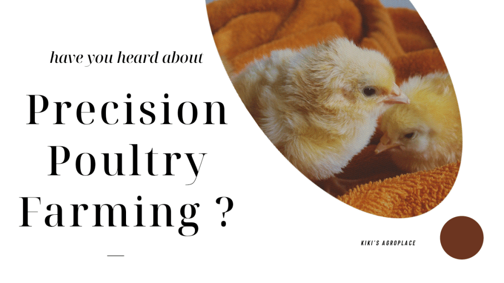 Precision Poultry Farming: Navigating the Future of Fowl&nbsp;Husbandry