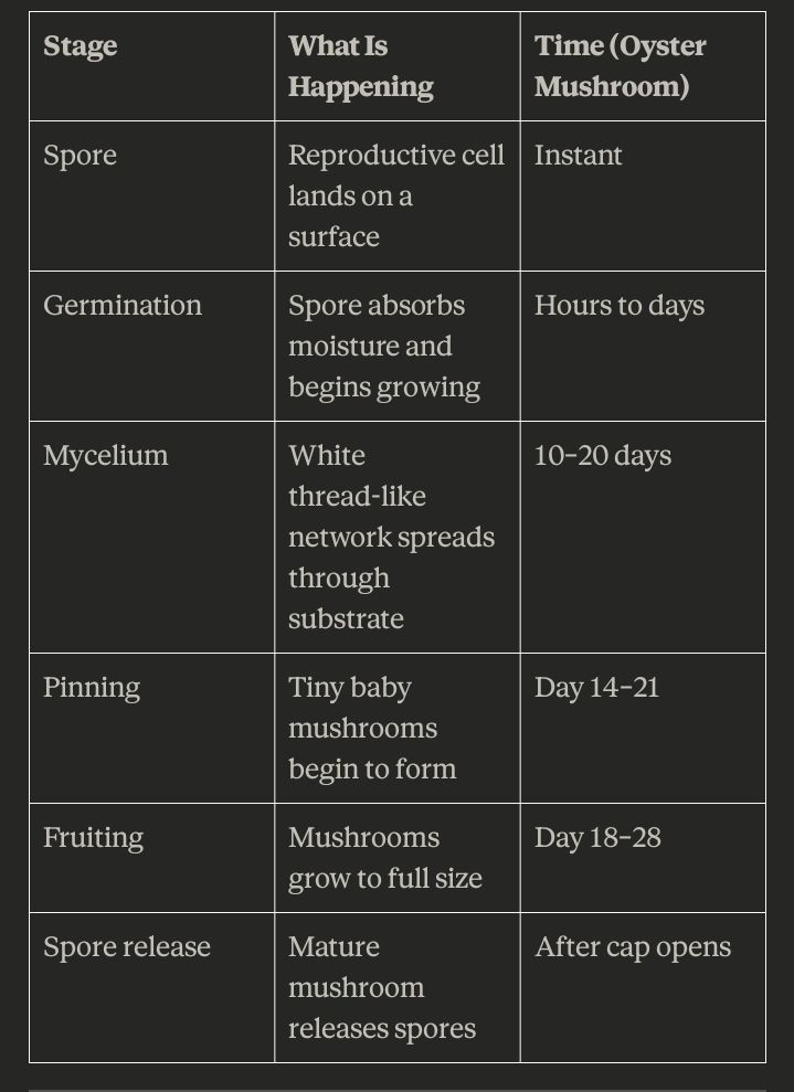 a table showing a simple overview of mushroom growing phases 