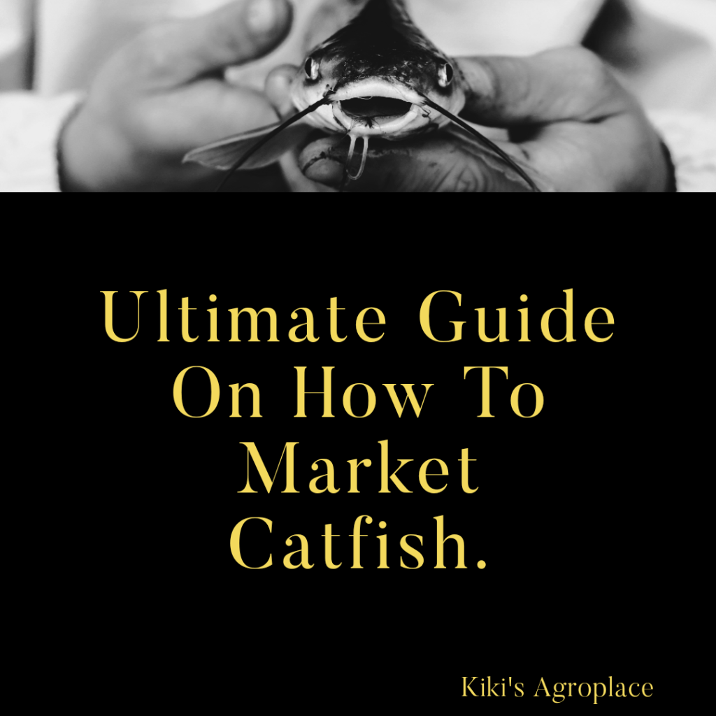 The Ultimate Guide on How to Market&nbsp;Catfish