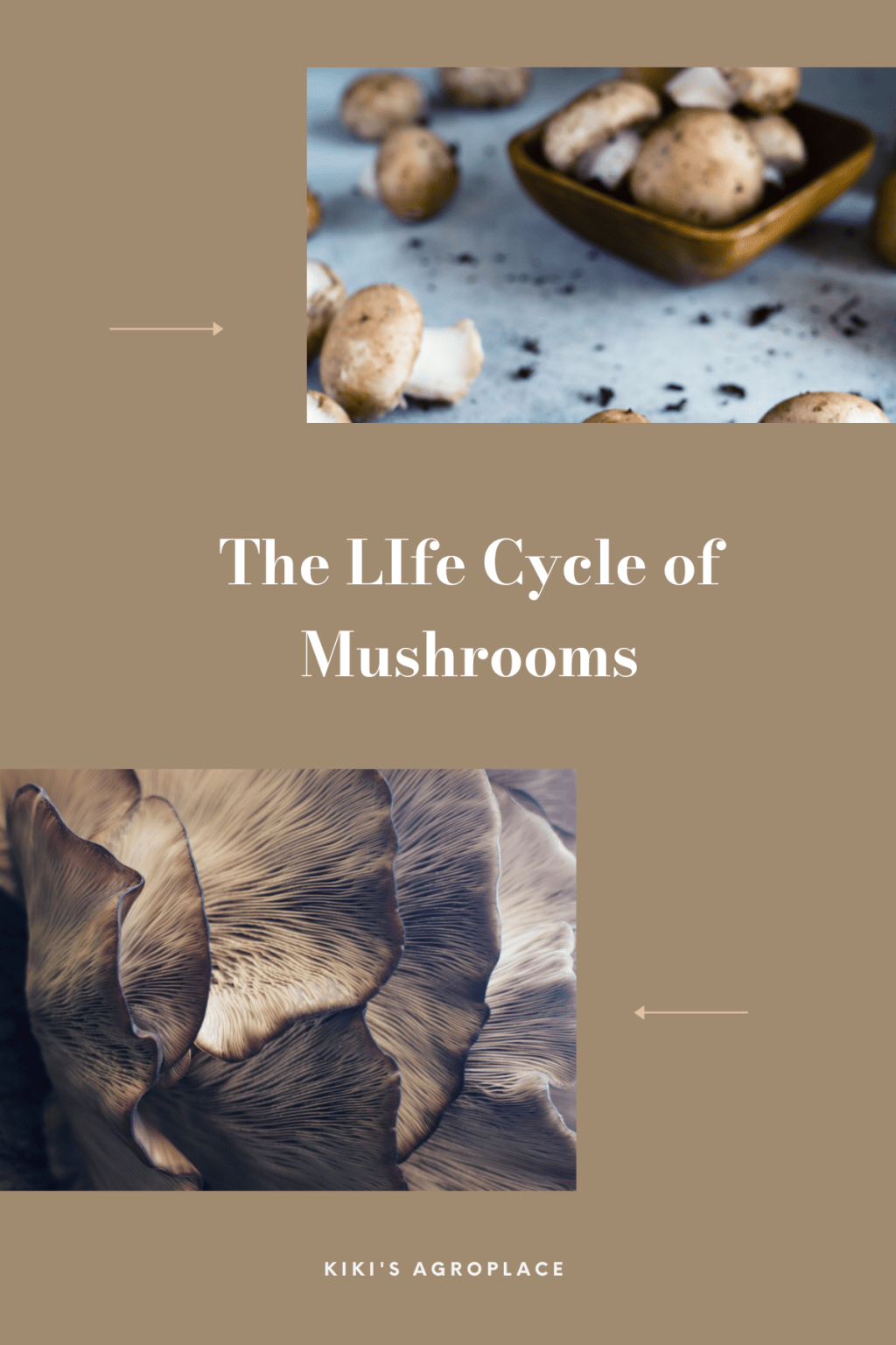 The Life Cycle of Mushrooms: A Fascinating Journey from Spore to&nbsp;Spore