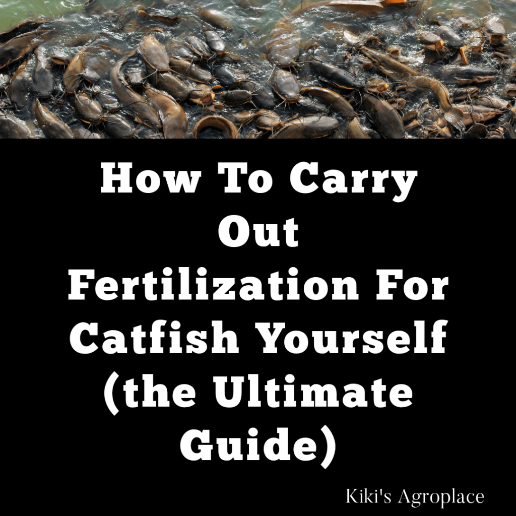 How to Fertilize Catfish on a&nbsp;Farm