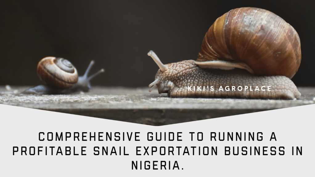 How to Run a Profitable Snail Exportation Business in&nbsp;Nigeria