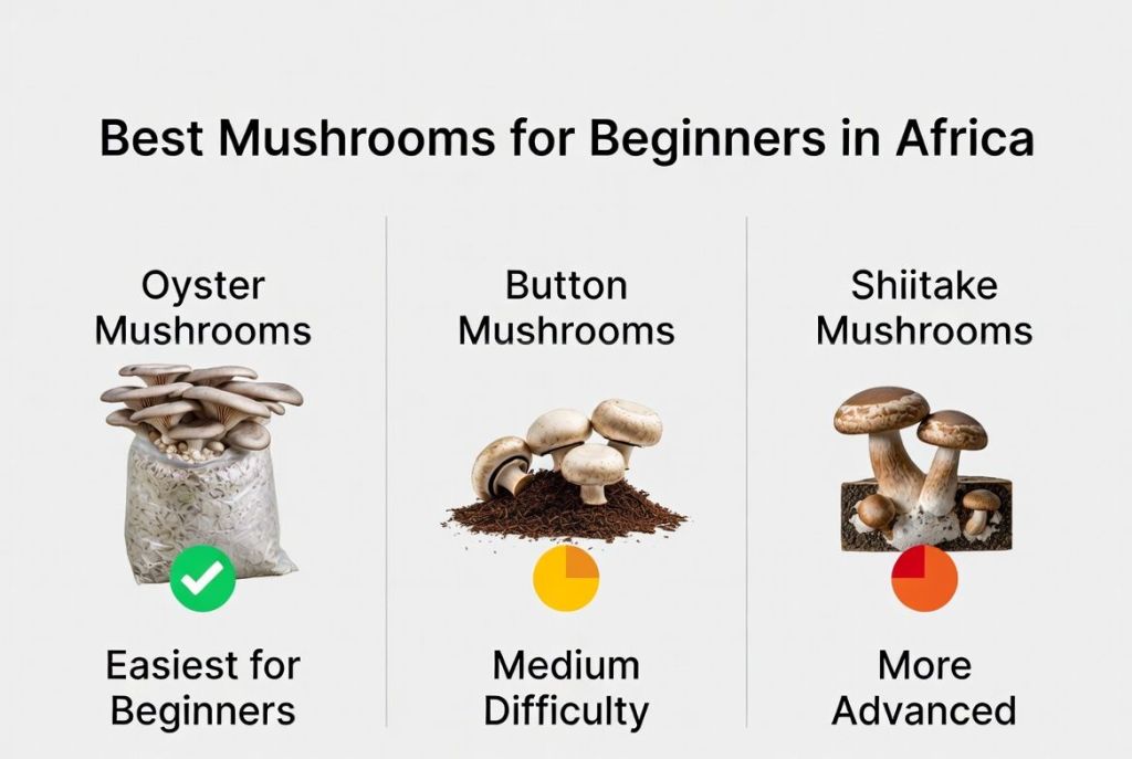 comparison of the best mushrooms for beginners in Africa including oyster mushrooms, button mushrooms and shiitake mushrooms