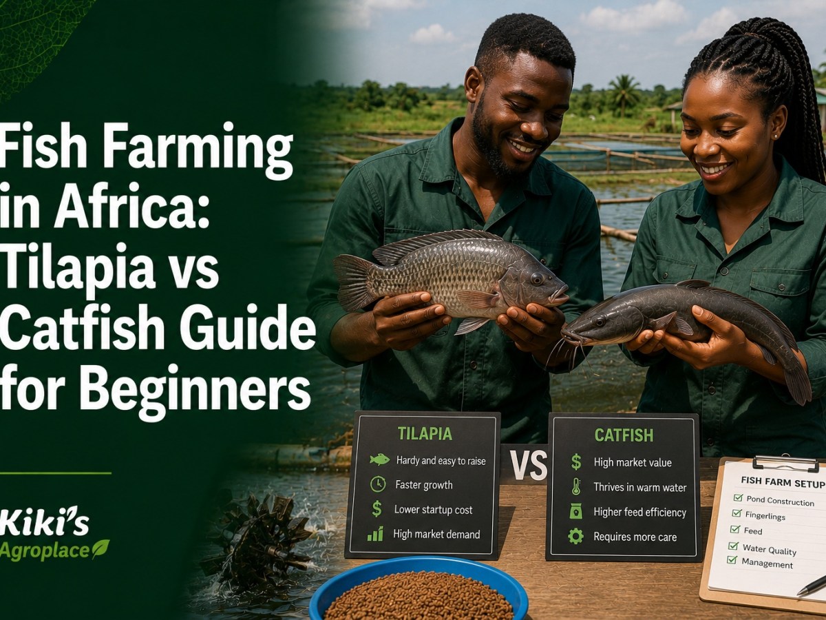 Fish Farming in Africa: Tilapia vs Catfish Guide for&nbsp;Beginners