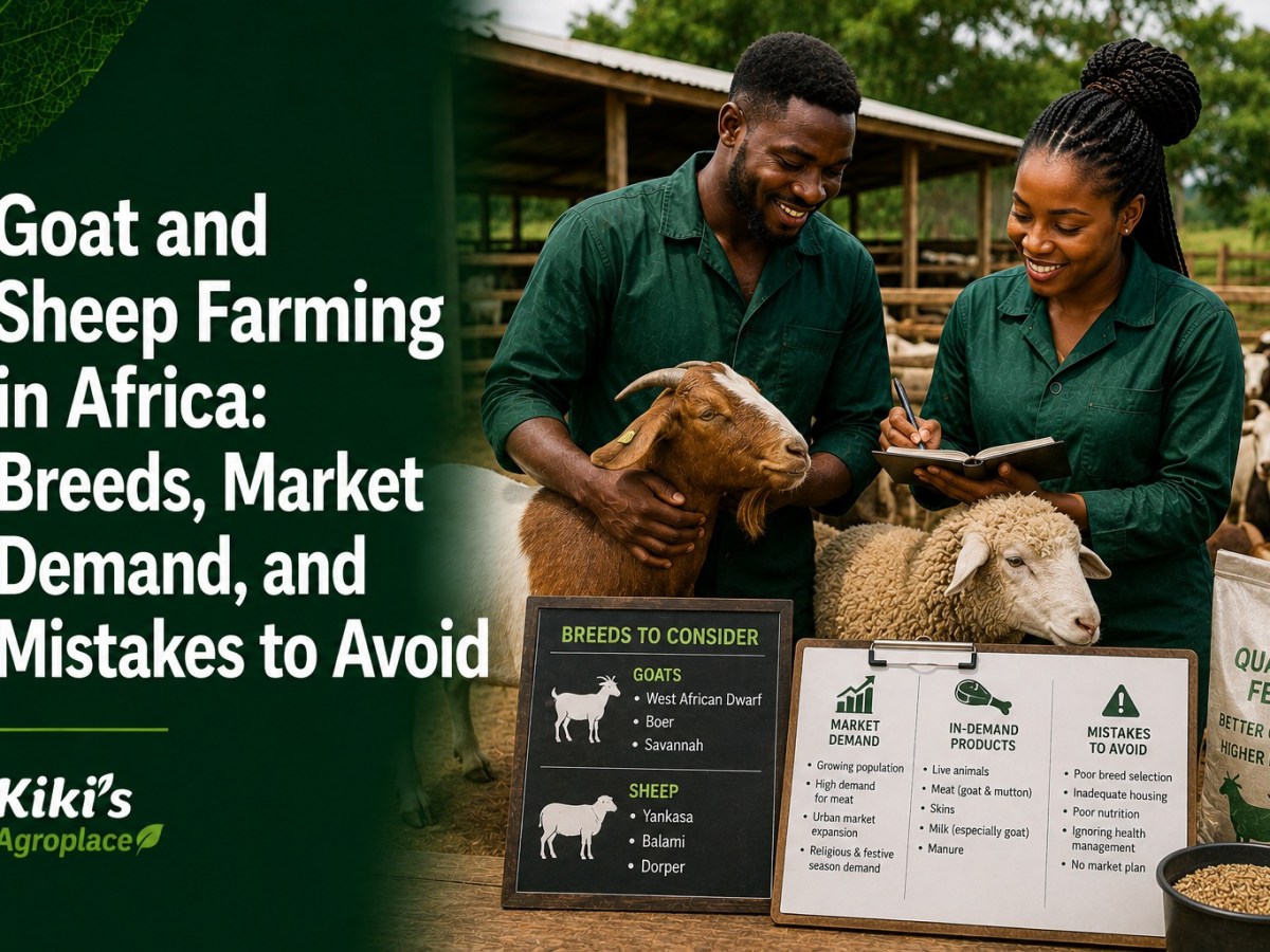 Goat and Sheep Farming in Africa: Breeds, Market Demand, and Mistakes to&nbsp;Avoid