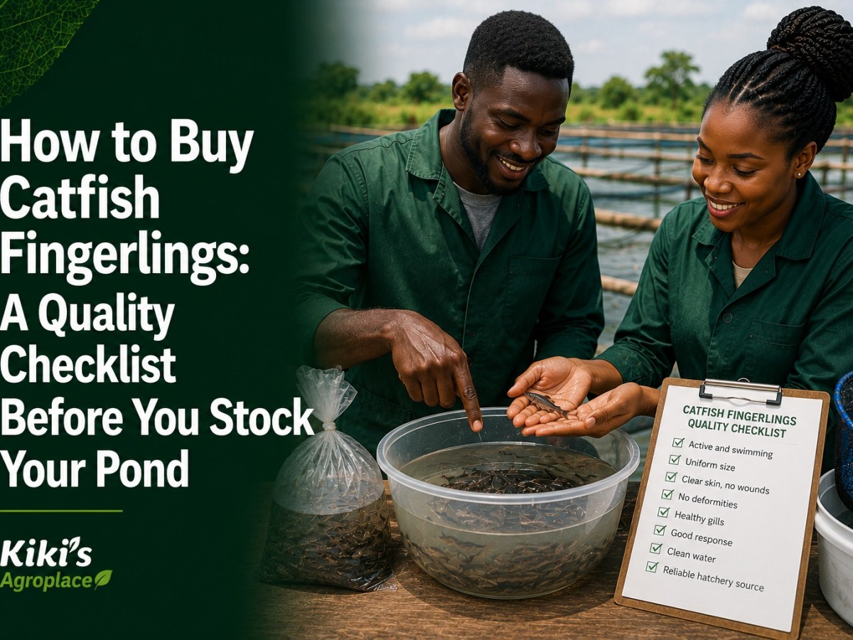 How to Buy Catfish Fingerlings: A Quality Checklist Before You Stock Your&nbsp;Pond