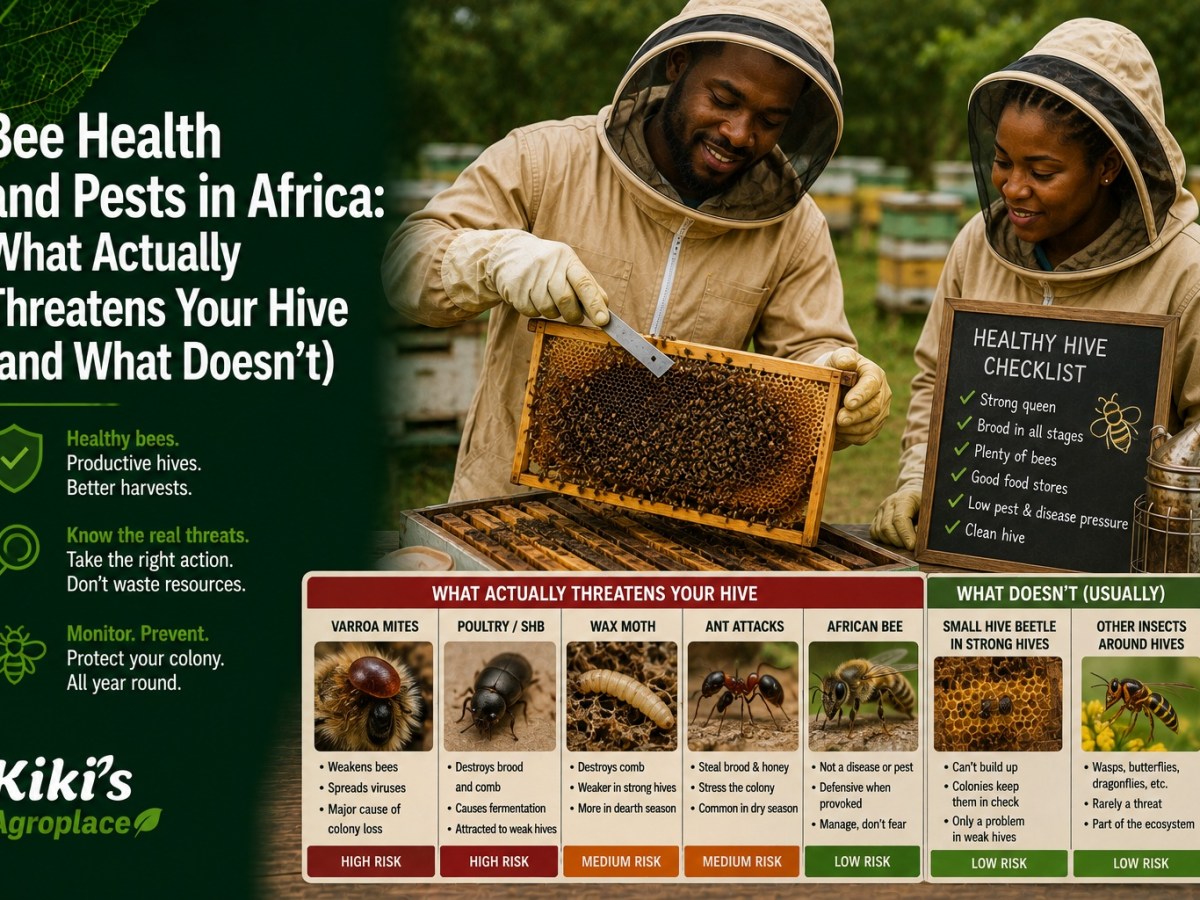 Bee Health and Pests in Africa: What Actually Threatens Your Hive (and What&nbsp;Doesn’t)