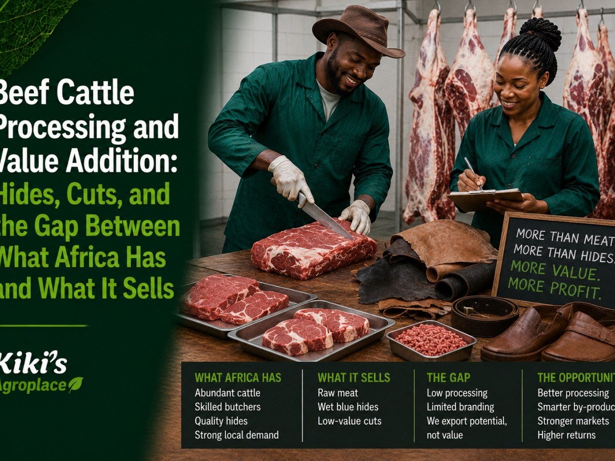 Beef Cattle Processing and Value Addition: Hides, Cuts, and the Gap Between What Africa Has and What It&nbsp;Sells