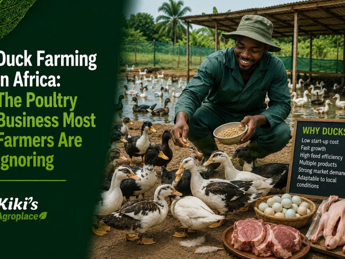 Duck Farming in Africa: The Poultry Business Most Farmers Are&nbsp;Ignoring