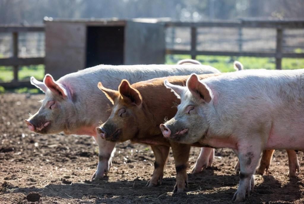 How to Start Pig Farming: A Beginner’s Guide to Breeds, Costs, and&nbsp;Setup